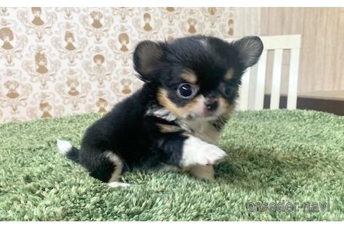 成約済の愛知県のチワワ(ロングコート)-193132の5枚目