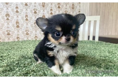 成約済の愛知県のチワワ(ロングコート)-193132の1枚目