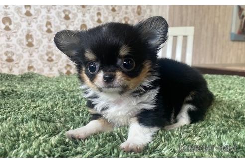 成約済の愛知県のチワワ(ロングコート)-193132の6枚目