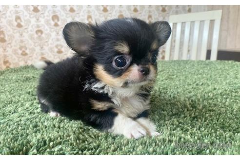 成約済の愛知県のチワワ(ロングコート)-193132の7枚目