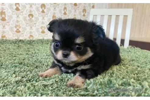 成約済の愛知県のチワワ(ロングコート)-193133の6枚目