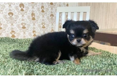 成約済の愛知県のチワワ(ロングコート)-193133の3枚目