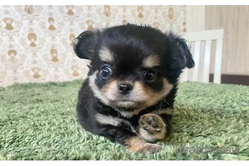 成約済の愛知県のチワワ(ロングコート)-193133の4枚目