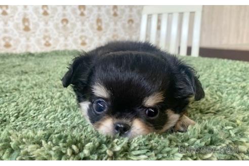 成約済の愛知県のチワワ(ロングコート)-193133の5枚目