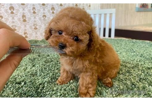 成約済の愛知県のティーカッププードル-193135の3枚目