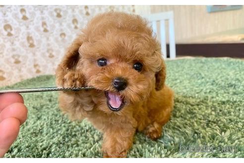 成約済の愛知県のティーカッププードル-193135の2枚目