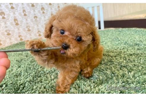 成約済の愛知県のティーカッププードル-193135の4枚目