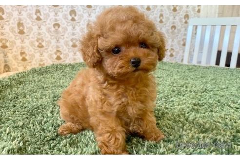 成約済の愛知県のティーカッププードル-193135の6枚目