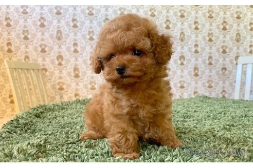 成約済の愛知県のティーカッププードル-193135の5枚目