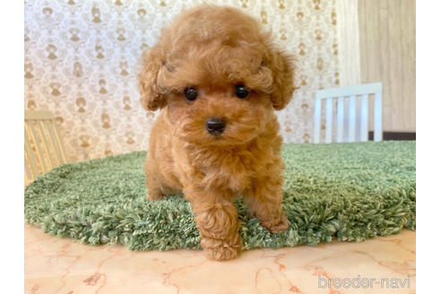 成約済の愛知県のティーカッププードル-193135の1枚目