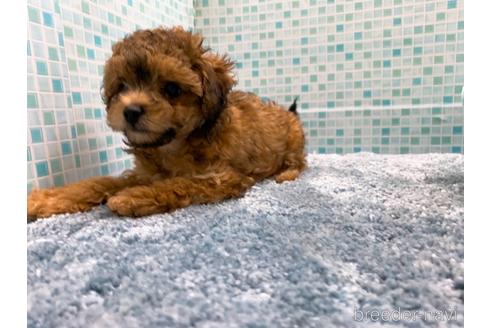成約済の東京都のミックス犬-189296の15枚目