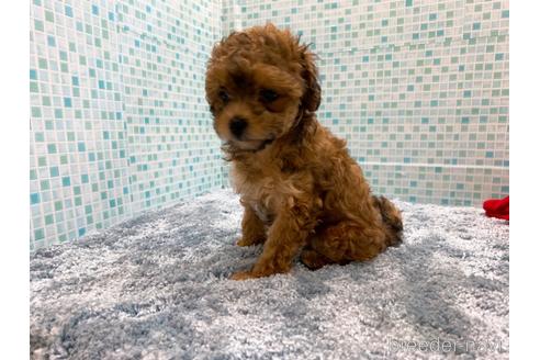 成約済の東京都のミックス犬-189296の6枚目