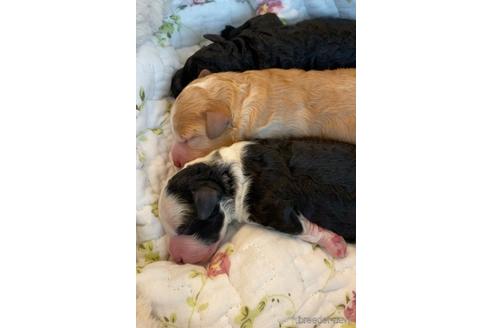 成約済の東京都のミックス犬-193162の1枚目
