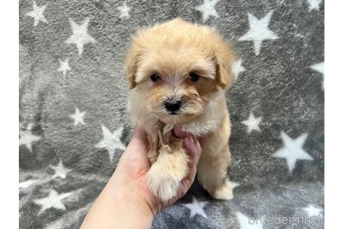 成約済の滋賀県のマルプー:マルチーズ×トイプードル-190897の3枚目
