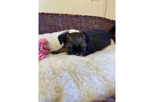 成約済の愛知県のミックス犬-193164の1枚目