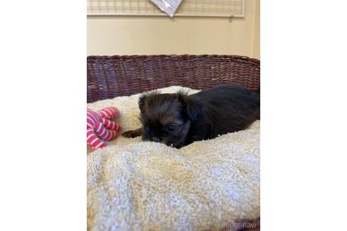 成約済の愛知県のミックス犬-193164の2枚目