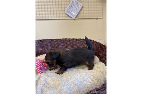 成約済の愛知県のミックス犬-193164の3枚目