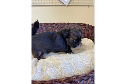 成約済の愛知県のミックス犬-193164の4枚目