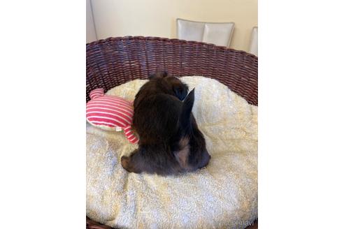 成約済の愛知県のミックス犬-193164の5枚目