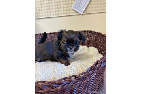 成約済の愛知県のミックス犬-193164の7枚目