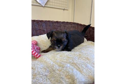 成約済の愛知県のミックス犬-193164の6枚目