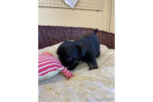 成約済の愛知県のミックス犬-193167の4枚目