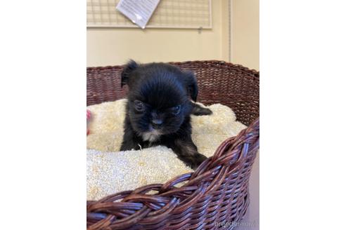 成約済の愛知県のミックス犬-193167の3枚目