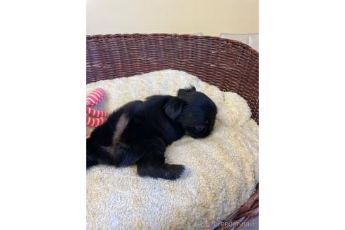 成約済の愛知県のミックス犬-193167の2枚目