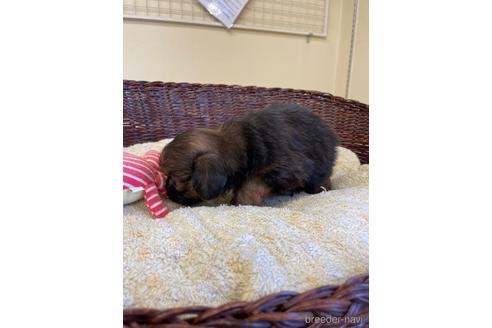 成約済の愛知県のミックス犬-193168の2枚目