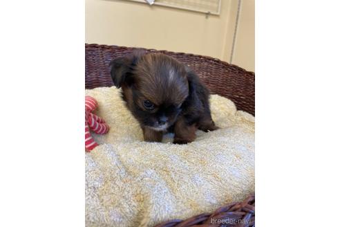 成約済の愛知県のミックス犬-193168の4枚目