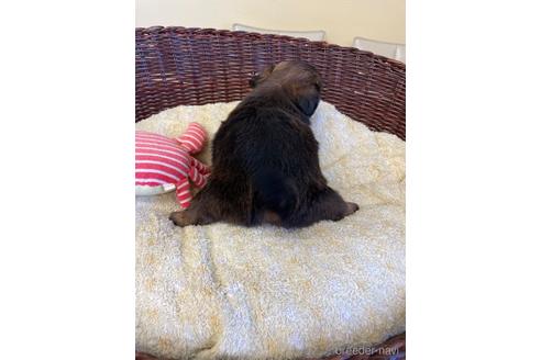 成約済の愛知県のミックス犬-193168の3枚目