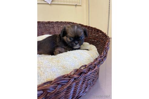 成約済の愛知県のミックス犬-193168