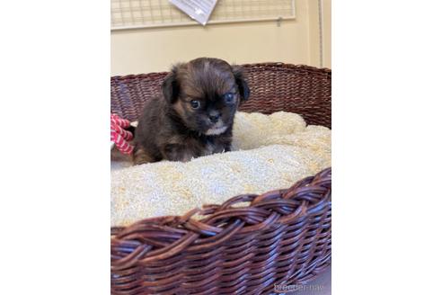 成約済の愛知県のミックス犬-193168の6枚目