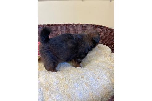 成約済の愛知県のミックス犬-193168の5枚目