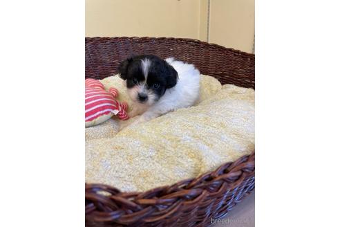 成約済の愛知県のミックス犬-193170の2枚目