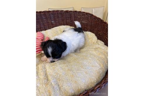 成約済の愛知県のミックス犬-193170の5枚目