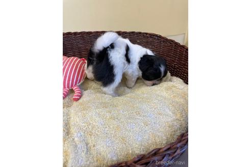 成約済の愛知県のミックス犬-193170の6枚目