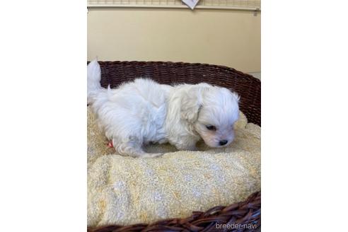 成約済の愛知県のミックス犬-193171の5枚目