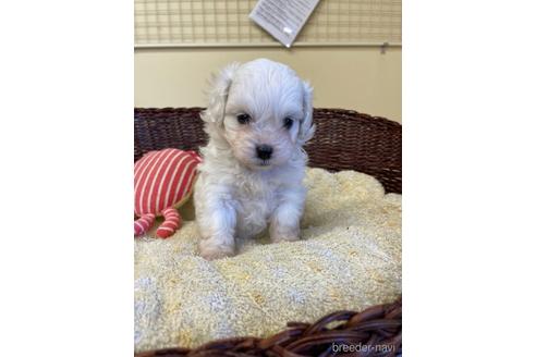 成約済の愛知県のミックス犬-193171の6枚目