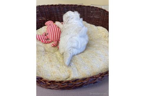 成約済の愛知県のミックス犬-193171の2枚目