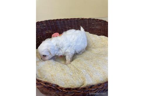 成約済の愛知県のミックス犬-193171の3枚目