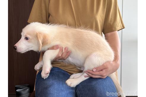 成約済の鹿児島県のボーダーコリー-188126の3枚目