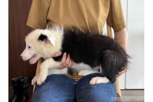 成約済の鹿児島県のボーダーコリー-188116の4枚目