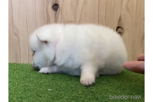 成約済の愛知県の日本スピッツ-193255の3枚目