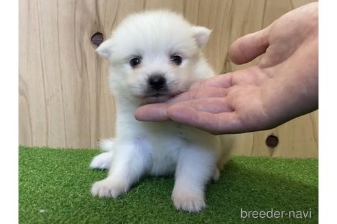 成約済の愛知県の日本スピッツ-193255の2枚目