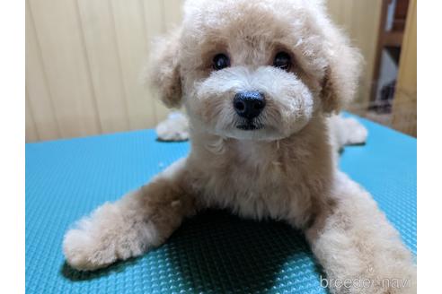 成約済の大阪府のトイプードル-188814の1枚目