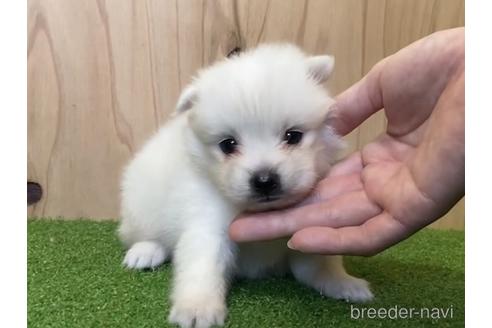 成約済の愛知県の日本スピッツ-193266の2枚目