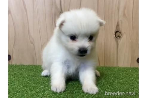 成約済の愛知県の日本スピッツ-193266の1枚目