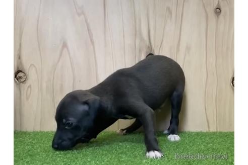 成約済の愛知県のイタリアングレーハウンド(イタグレ)-193270の3枚目