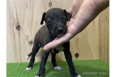 成約済の愛知県のイタリアングレーハウンド(イタグレ)-193270の1枚目